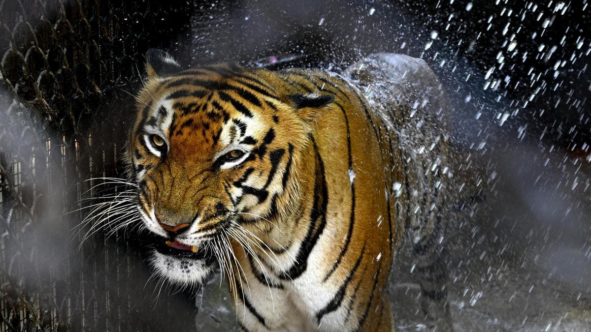 India to Convene Inaugural Global Big Cat Summit in June with 95 Nations